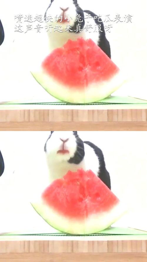 娱乐吃瓜小金鱼小说